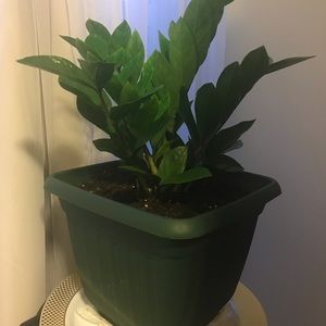 Meet your Posher, Alexandra